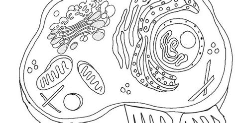 Animal cell model diagram project parts structure labeled. cell coloring worksheet - answer key @ http://www ...