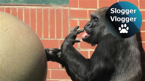 Search, discover and share your favorite lick balls gifs. Honey On The Big Ball Is Finger Licking Good For Gorilla ...