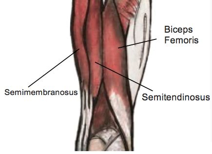 Imaging the hamstring muscles is usually performed with an ultrasound and/or mri. Hamstrings | Rebecca Carlowitz