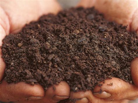 However, due to the scarcity of available plantation areas deforestation occurs, especially in peat swamp areas. 6 Types of Soil: How to Make the Most of Your Garden Soil?