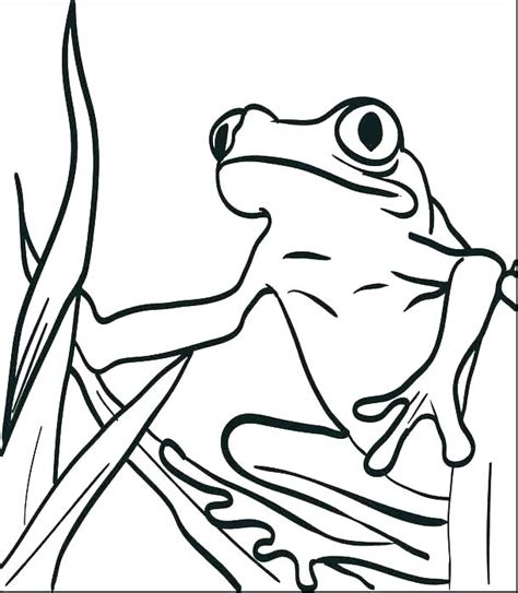 My coloring pages are fun to customize. Realistic Frog Coloring Pages at GetColorings.com | Free printable colorings pages to print and ...