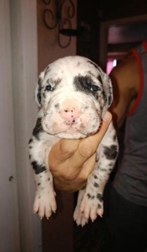 Is devoted to saving beautiful gentle giants and educating the public on the growing problem with abandonment the rescue will show dogs by appointment only. Great Dane Puppy for Sale - Adoption, Rescue for Sale in ...