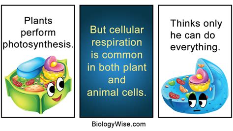 The plastids of plants take several forms. Similarities Between Plant and Animal Cells - Biology Wise