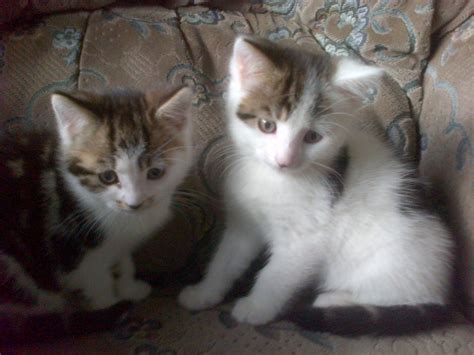 A wide variety of cats kittens sale options are available to you, such as rubber, wood, and faux fur. 2 Kittens for sale | Bradford, West Yorkshire | Pets4Homes