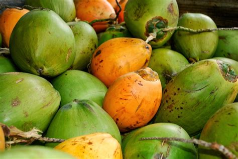 The largest indoor market in south florida, representing the region's talented cultural melting pot, the aventura farmers market showcases a diverse array of exotic foods, fresh produce, desserts, handmade goods, accessories and home decor and more. Helen A. Lockey: Florida Coconuts, Davie, Fla., Plantation