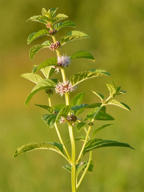 Mentha arvensis (Wild Mint) | World of Flowering Plants