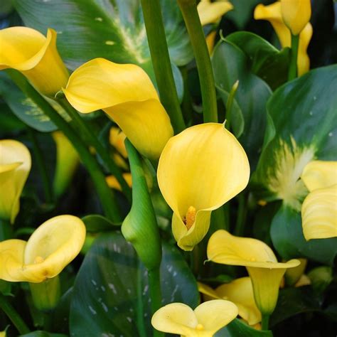 Drooping calla lilies er normalt kun forårsaget af let kontrollerede kulturelle forhold, så tjek dit arbejde og styre pærerne for mange smukke blomster. Calla Lilies Indoor Flowers Plant Care (With images ...