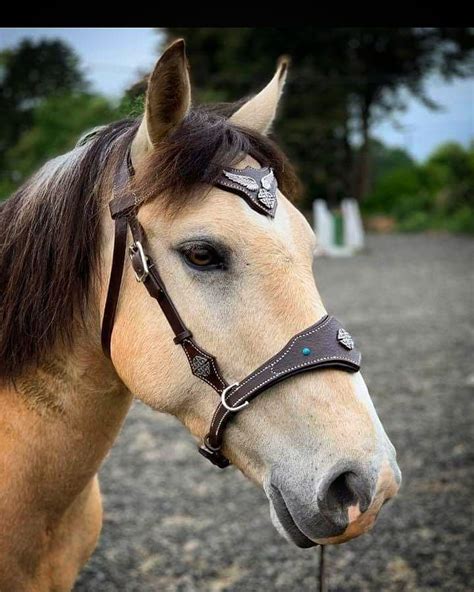 Maybe you would like to learn more about one of these? Pin on Sidepull Bridles