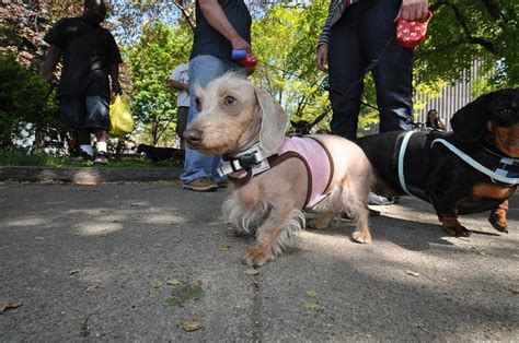 Our puppies are very healthy and have all health papers available. 20120512 Dachshund Parade Rochester, NY | Doxie puppies ...