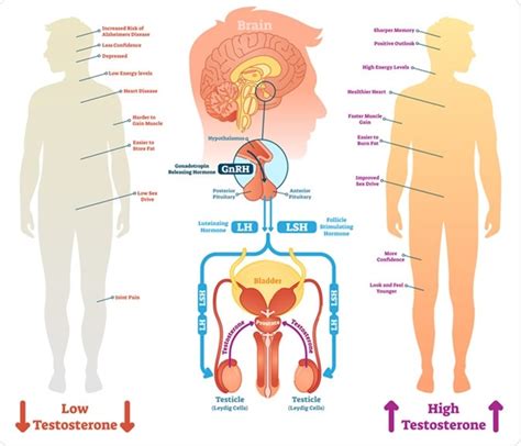 Possible mechanisms to explain how switching my health program and hormone replacement therapy regimen over to genemedics was one of the best decisions i've ever made in my life! Testosterone Replacement Therapy for Men: Risks and Benefits