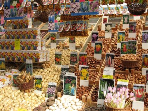 Le cipolle sono ricche di vitamine e sali minerali. Fiori in bulbo - Bulbi - Caratteristiche dei fiori in bulbo