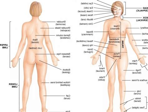 Let's explore different parts of your body in english. Female Anatomy Diagram