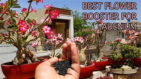 It is the best organic fertiliser for gardening and other crops. Best Fertilizer for Maximum Flowers in Adenium / Desert ...