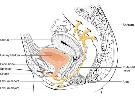 Geben sie uns feedback zu innere geschlechtsorgane der frau (zeichnung). Anatomie und Funktion des weiblichen Urogenitalsystems