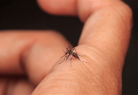 El ala cambiante llego para romper todas estas reglas. Qué es el dengue y cuáles son sus síntomas - Estilo de ...