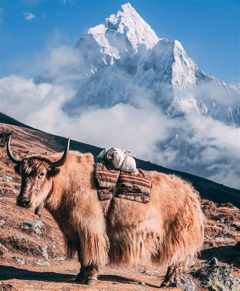 Stunning Nepal - Adventure Awaits, Explore & Discover Nepal | Nepal travel, Nepal culture, Himalayas