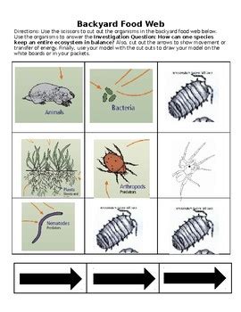 Throw the best backyard party. Backyard Ecosystem Food Web - House Backyards