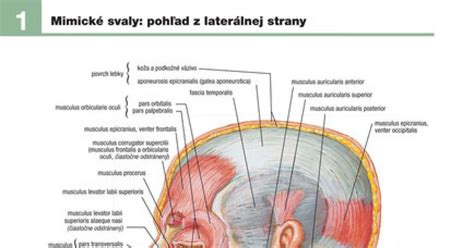 V nemocnici čeká mladý muž na transplantaci srdce, jehož převoz zkomplikuje nehoda v oblacích. SÚŤAŽ: Vyhrajte Netterov anatomický atlas človeka s ...