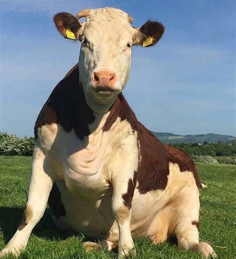 Cows sitting like dogs are really precious and important! 20 Important Photos Of Cows Sitting Like Dogs