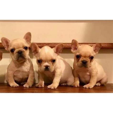Search for dogs closest to your area by changing the search location. AKC Cream French Bulldog Puppies Available $2600 in ...