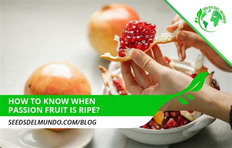The ripe passion fruit will also have a darker color, either dark purple or dark yellow/orange/red. How to know when passion fruit is ripe? | Seeds del Mundo