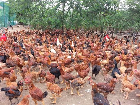 Cara budidaya ayam kampung di rumah. Nuralis Agro Farm: Kursus Ternakan