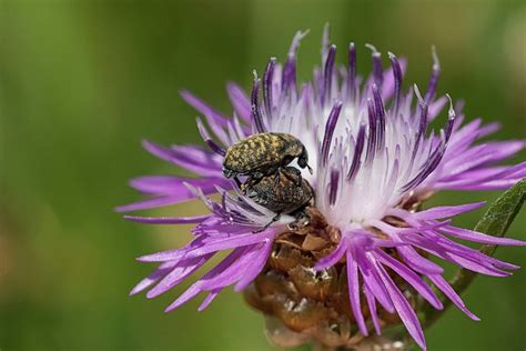 Merkwurdiges insekt auf bett insekten. Flockiges Bett Foto & Bild | tiere, wildlife, insekten Bilder auf fotocommunity