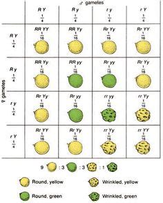 Genetics packet ~ punnett square practice. Dihybrid Cross of Fish | Dihybrid cross, Biology lessons ...
