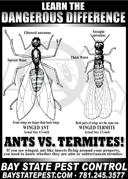 We are a family owned and operated professional and reliable pest control company based out of north andover, ma. Bay State Pest Control | Pest Solutions Wakefield Ma