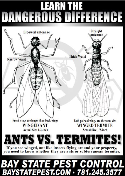 Let's dive into the pest control industry and lean about what it offers, the career expectations, average earning potential, and how to land your next you'll want to research the legal requirements of the state you work in. Bay State Pest Control | Pest Solutions Wakefield Ma