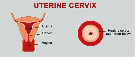 The female tract consists of paired ovaries, single uterus, cervix, vagina, and bladder. Cervix or cervix uteri