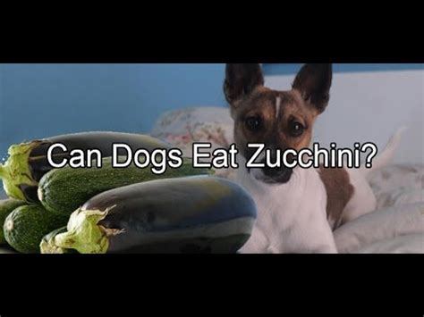 Can my dog eat zucchini cooked. Can dogs eat zucchini? you may ask yourself can my dog eat ...