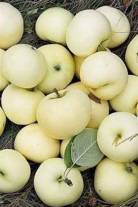 Maça teriminin türkçe türkçe sözlükte anlamı. Tipos de maçã branca existentes: quais são? | Cantinho