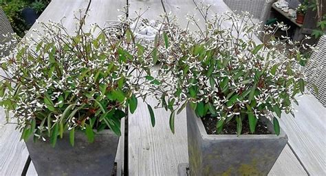 Euphorbia hypericifolia diamond frost var.'inneuphdia' this hybrid produces masses of pure white bracts above textured, apple green foliage. Wolfsmelk - Euphorbia hypericifolia 'Diamond Frost'