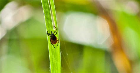 A potent chemical that destabilizes the central nervous the great thing about sevin dust as opposed to sevin granules, the dust formulation can be. How to Protect Your Home From Ants, Fleas, Ticks and More