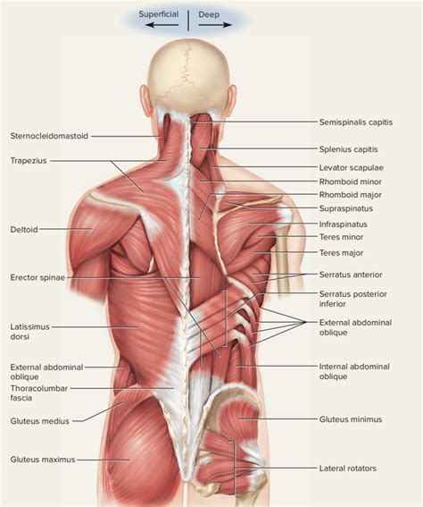 The back muscles enable you to stand up straight; What is the anatomy of back muscles? - Quora