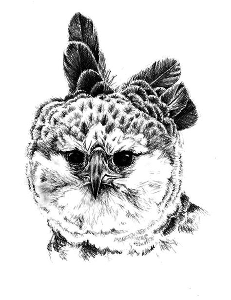 You might also be interested in. Papuan Harpy Eagle Coloring Pages : Coloring Sun di 2020 ...