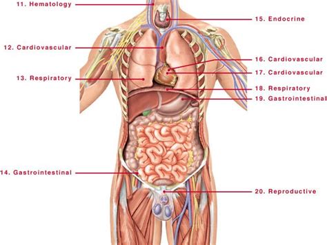 Parts of the body girl. anatomy human body organs male | Human body anatomy, Human ...