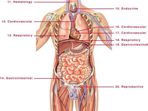 These are also a number of other organs that work together with these vital organs to ensure that the body is functioning well. anatomy human body organs male | Human body anatomy, Human ...