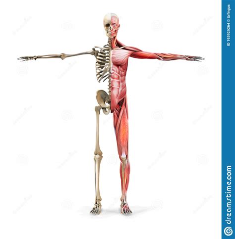 We hope you learned something new. Anatomy, Naked Woman Body, With Bone Skeleton. Stock Image ...