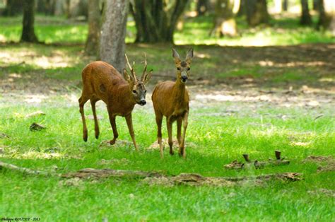 See definition of rut on dictionary.com. Chevreuil en rut photo et image | animaux, animaux ...