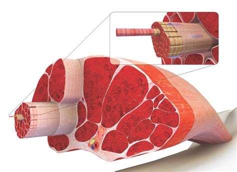 It's okay if your knee. Front Leg Musclevtendon / Quadriceps Tendonitis ...