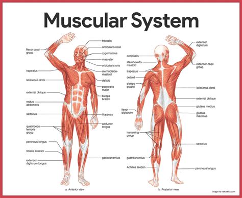 People of all ages have being building their bodies with these points for decades. Muscular System Anatomy and Physiology - Nurseslabs