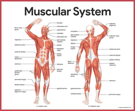 As a fitness professional and an exam candidate, there is no way of getting around the fact that you need to know your anatomy! Muscular System Anatomy and Physiology - Nurseslabs