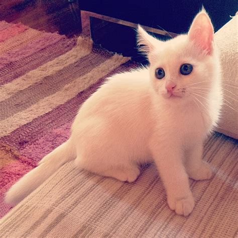 Free blue eyed white siamese fluffy kittens hide this posting restore restore this posting. 12 White fluffy kittens to snuggle up with - SheKnows
