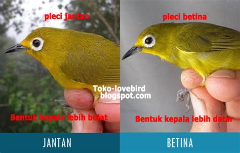 Demikian informasi yang dapat kami sampaikan tentang cara membedakan ciblek jantan dan betina terlengkap. 8 Perbedaan Pleci Jantan dan Betina dari Fisiknya + Gambar ...