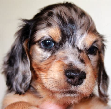 11,430 likes · 118 talking about this. 99+ Silver Dapple Dachshund Puppies - l2sanpiero