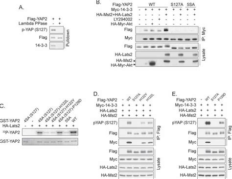 Ios 14.3 released for all supported devices and brings with it a number of fixes for iphone and ipad. S127 phosphorylation regulates YAP and 14-3-3 interaction. (A)... | Download Scientific Diagram