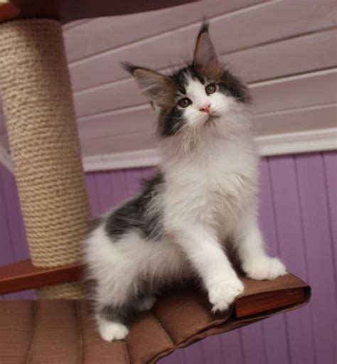 Advertise, sell, buy and rehome maine coon cats and kittens with pets4homes. Maine Coon Cats For Sale Florida - Baby Kittens Video