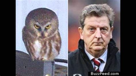 This video of roy hodgson meeting roy hodgson will just make your christmas. Roy Hodgson is an owl - YouTube